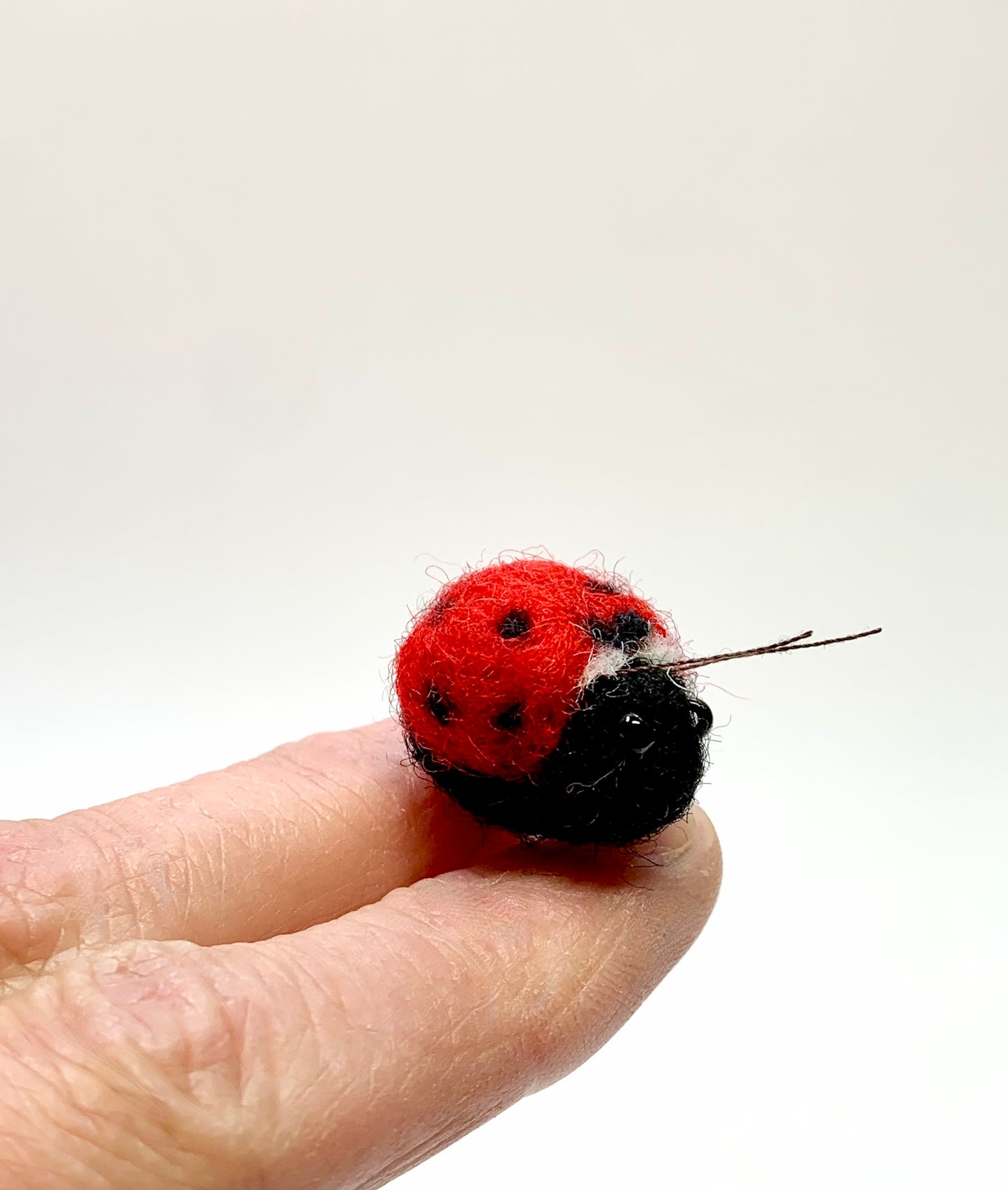 Ladybug