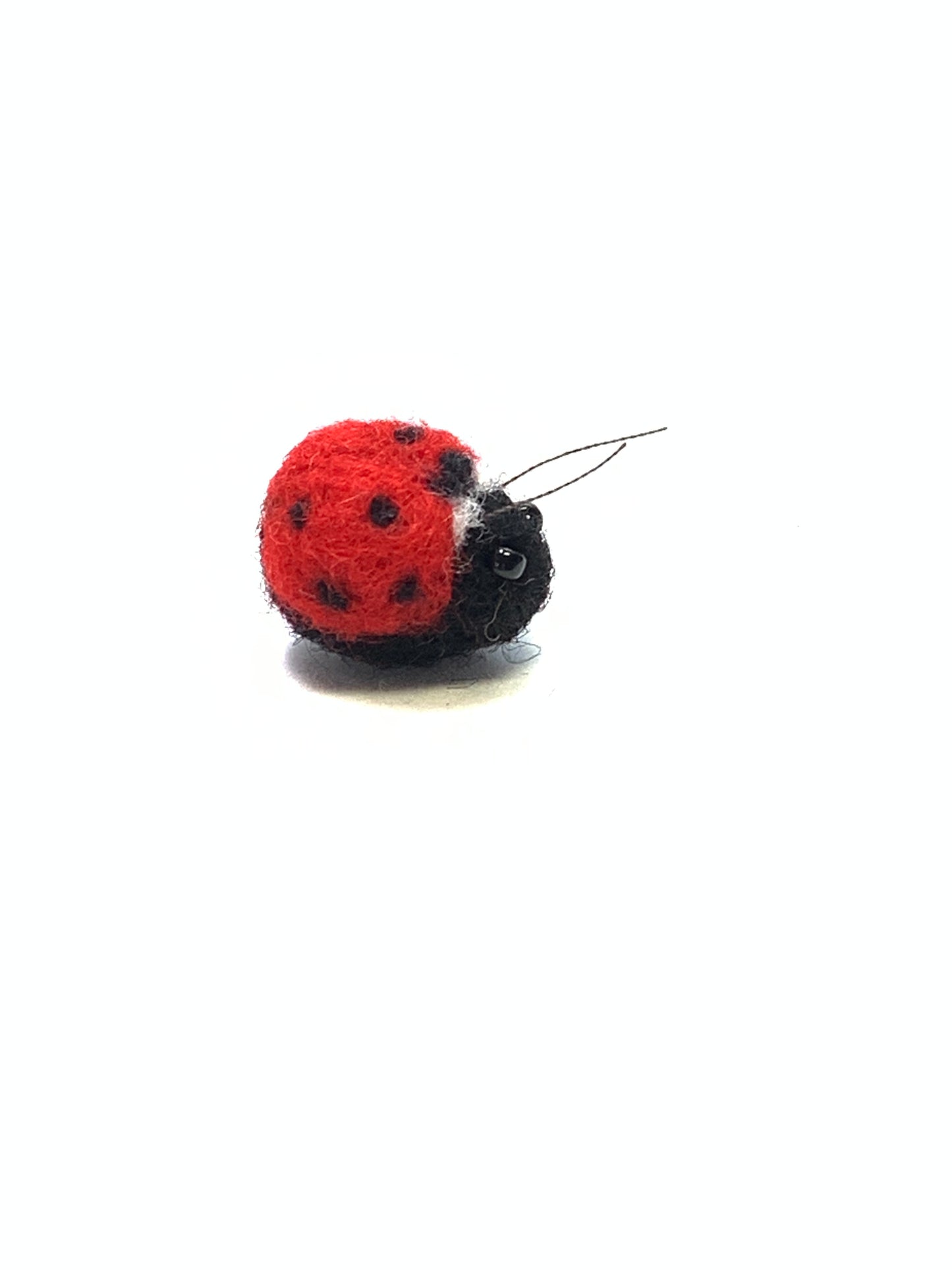 Ladybug