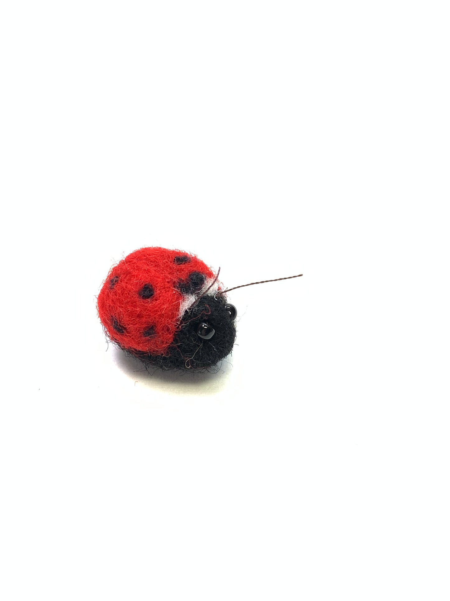 Ladybug