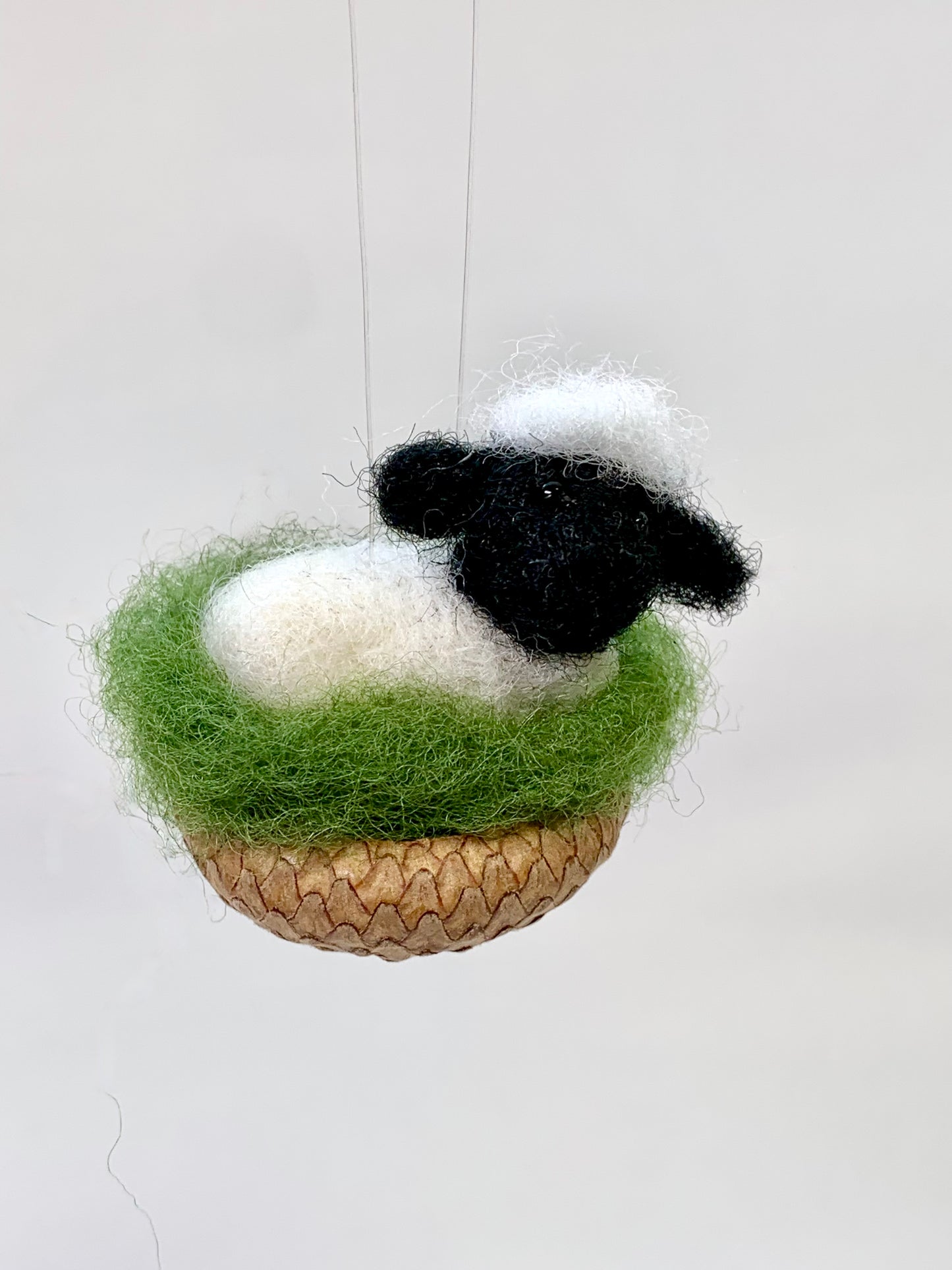 Little Lamb in Acorn Cap